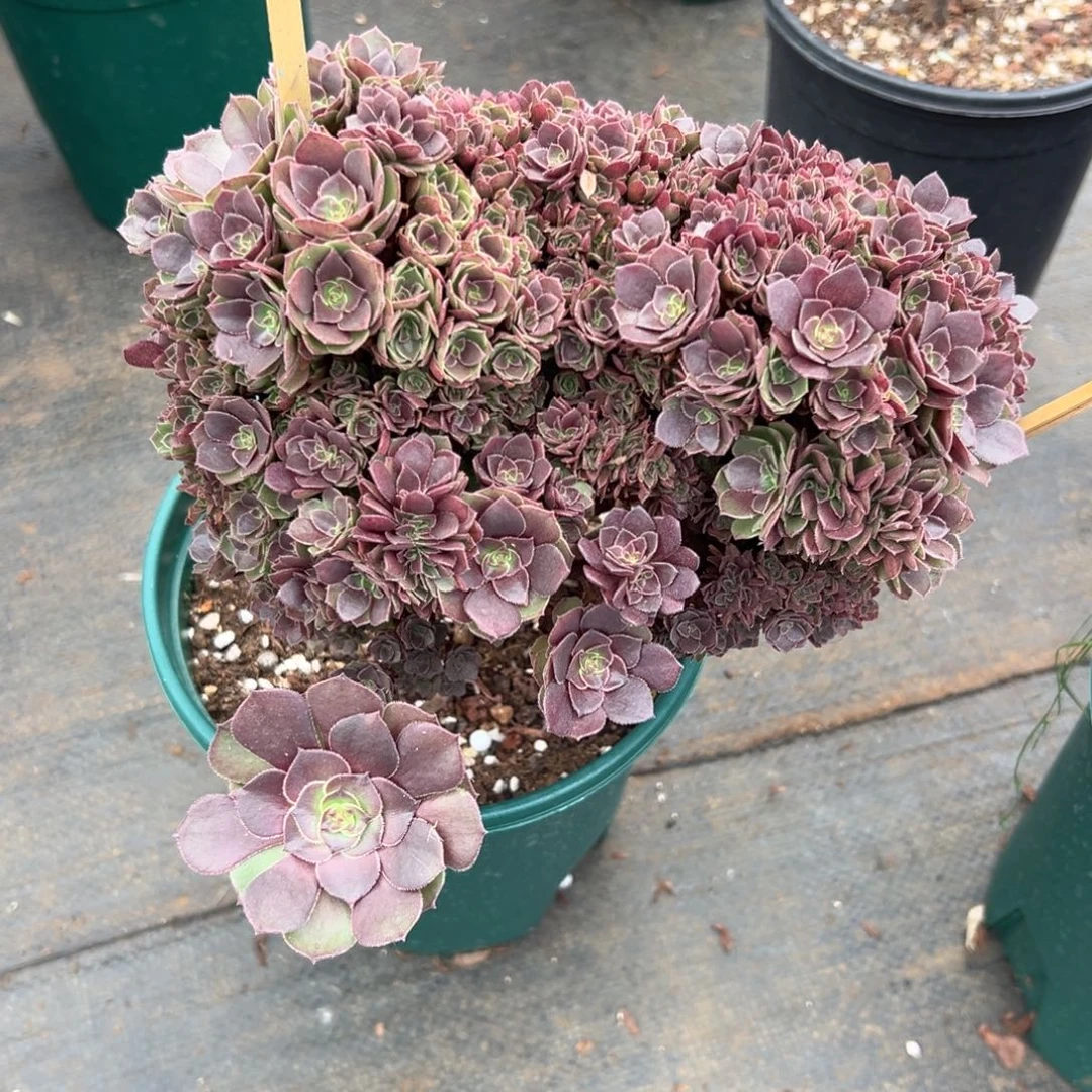 万圣节全朵朵老桩