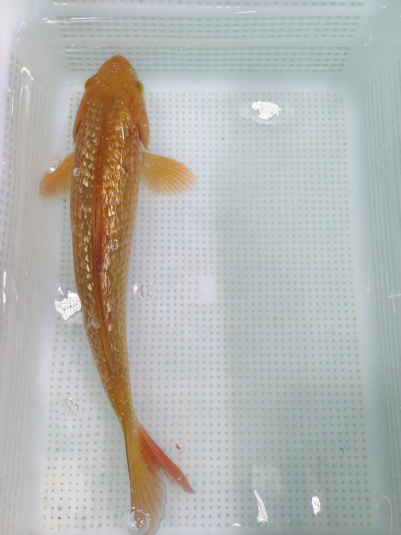 （八）1条茶鲤21-23公分左右精品锦鲤