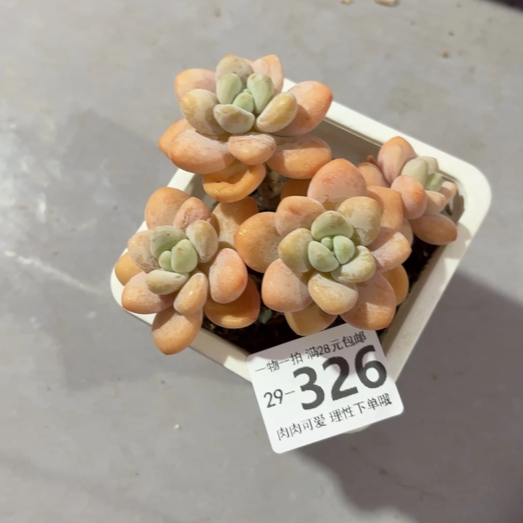 珍妮手指无盆土发货