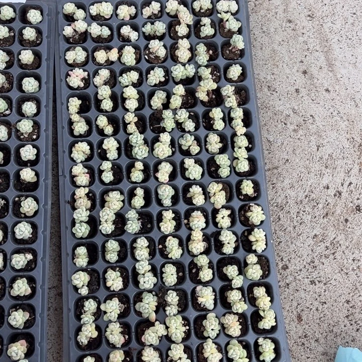 路过一物一拍专拍