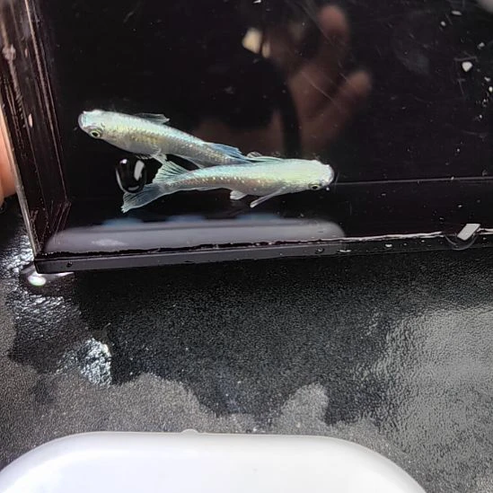 青鳉鱼观背青鳉鱼宽玛