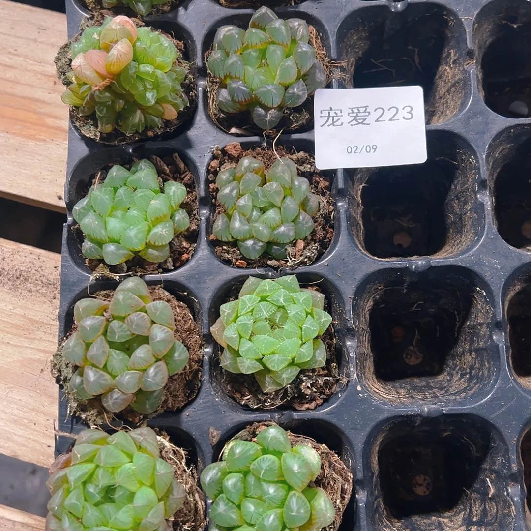 直播福利一物一拍223