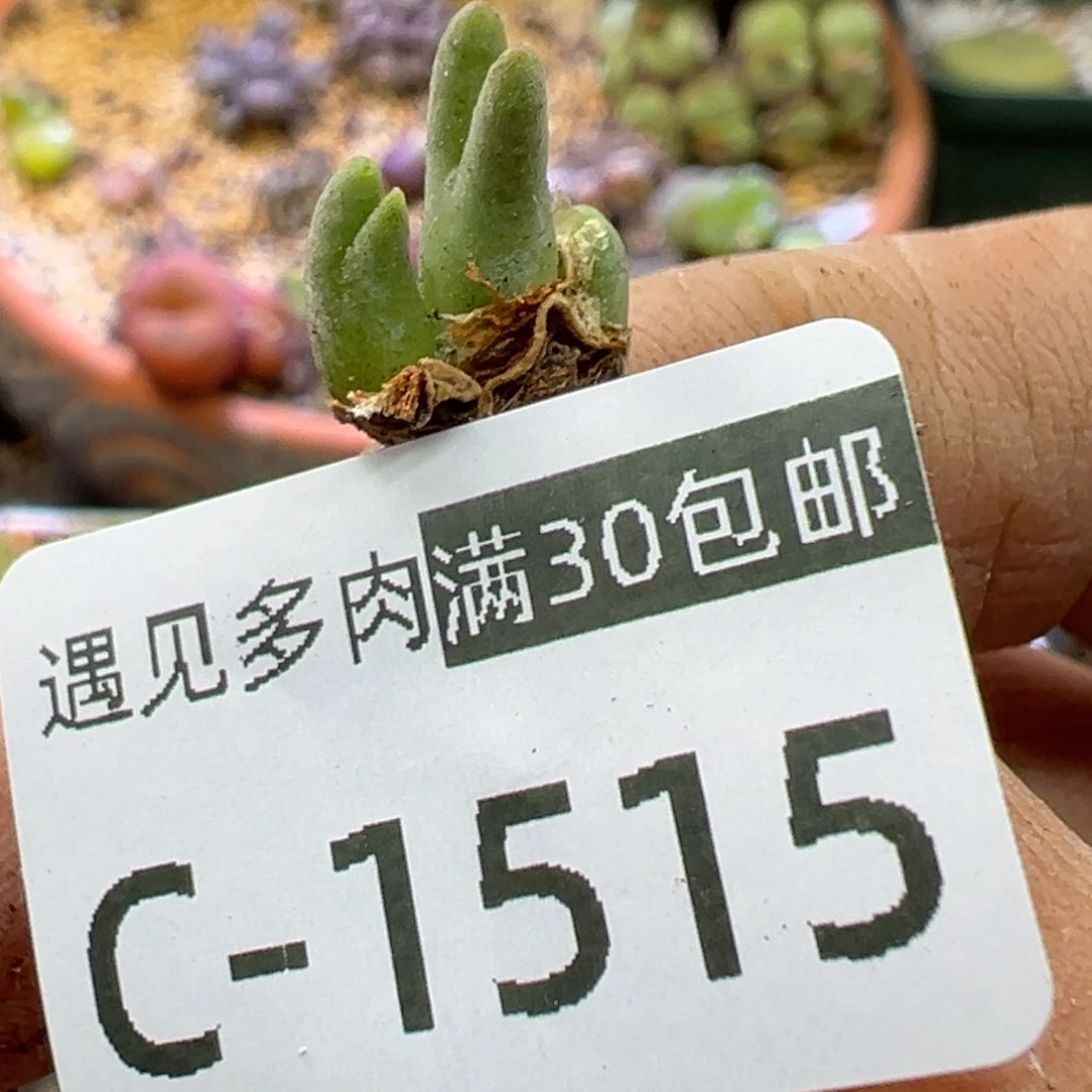 5**9多肉植物111111111111