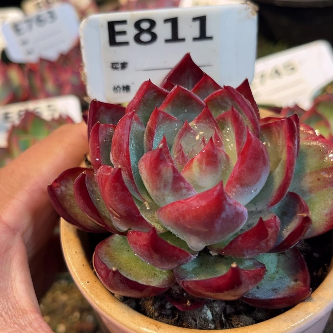 惊鸿一瞥811号多肉