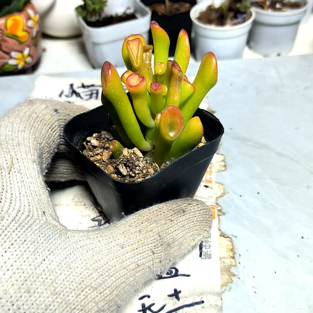 满9元包邮，吸财树方盆裸根