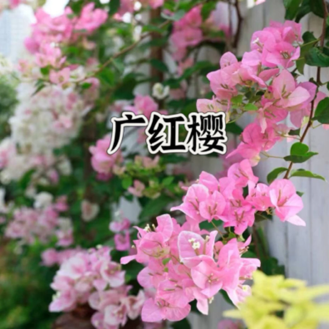 【广红樱1颗苗】三角梅四季开花勤花庭院阳台爬藤耐寒好养 遇见基地