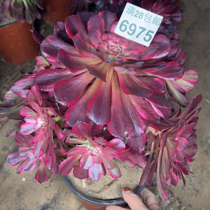 6975雪姬多肉植物