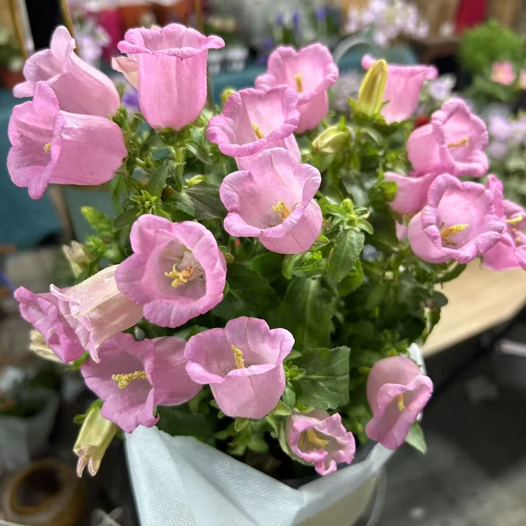 【缤纷甄选】精品粉色酒杯风铃带花发货到手一盆室内好养
