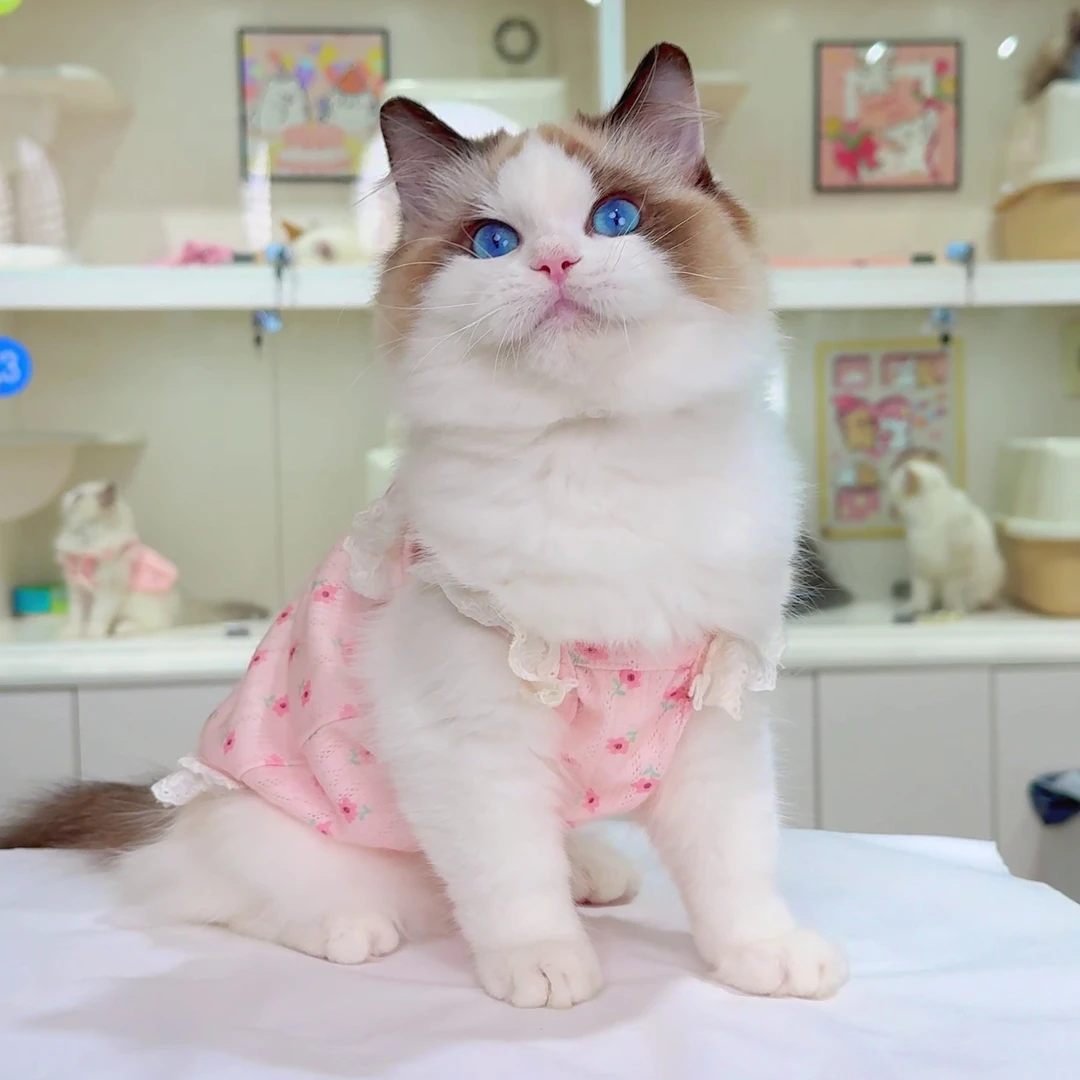 （福利）“裤兜”布偶海豹双色弟弟4个月  娃娃猫舍