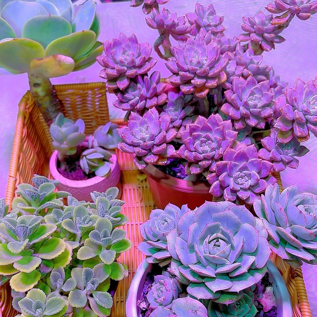 一物一拍，一单包邮，脱土打包发货。