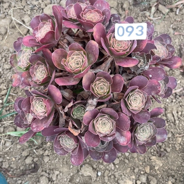 无花朵093多肉植物魅金玫瑰微瑕