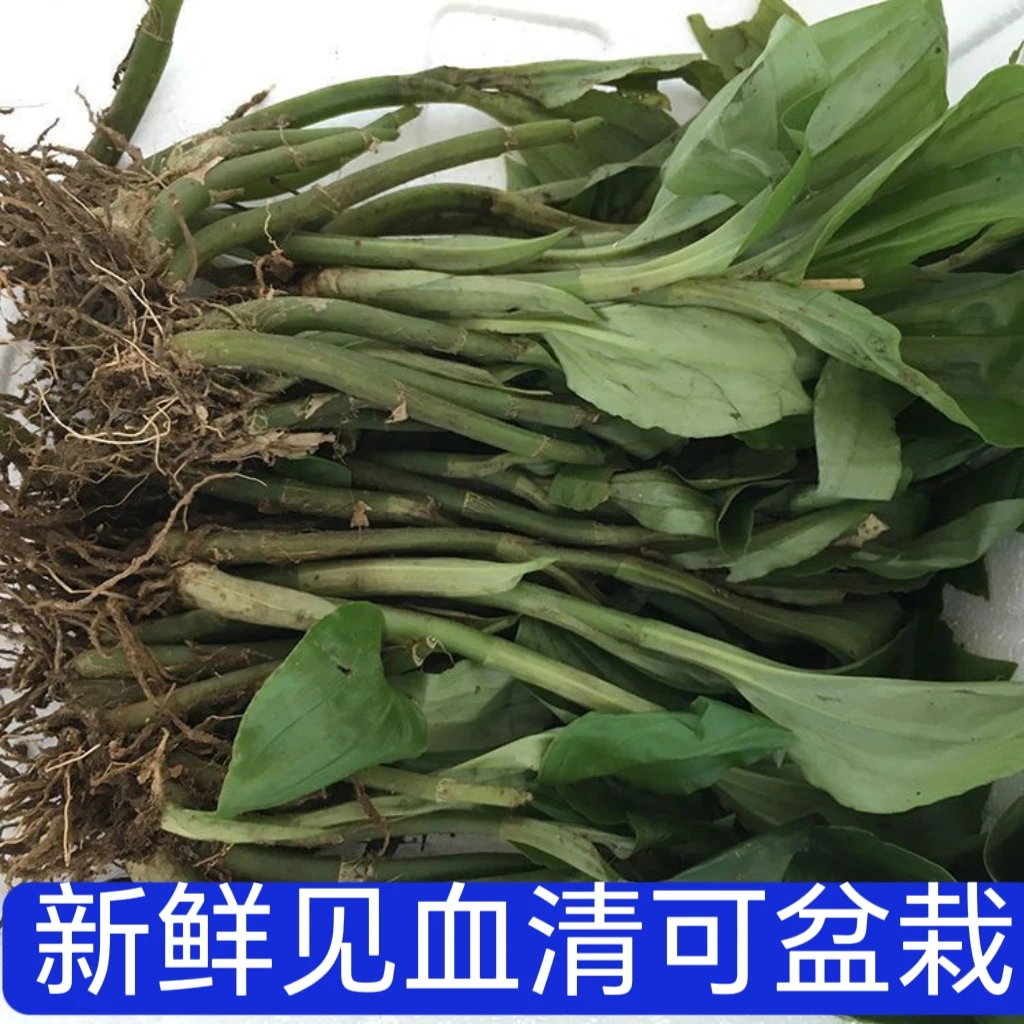 新鲜见血清整株带根可栽培泡沫箱加冰袋发货