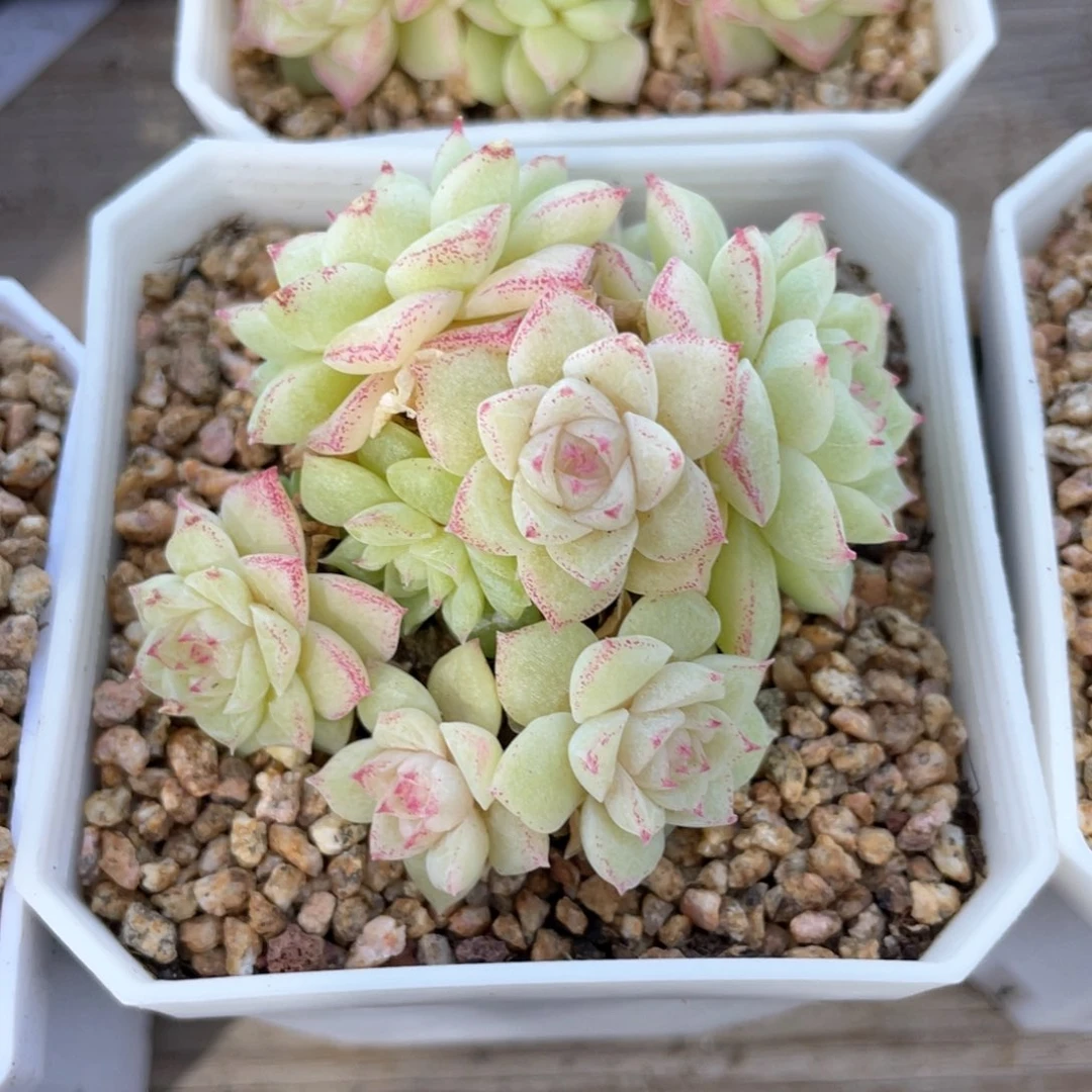 暖*优选玫瑰花女王1031