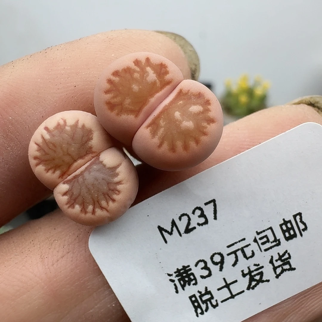 女***烟237多肉哈哈哈哈哈哈