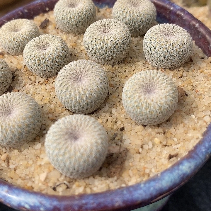 实生月世界一颗一颗