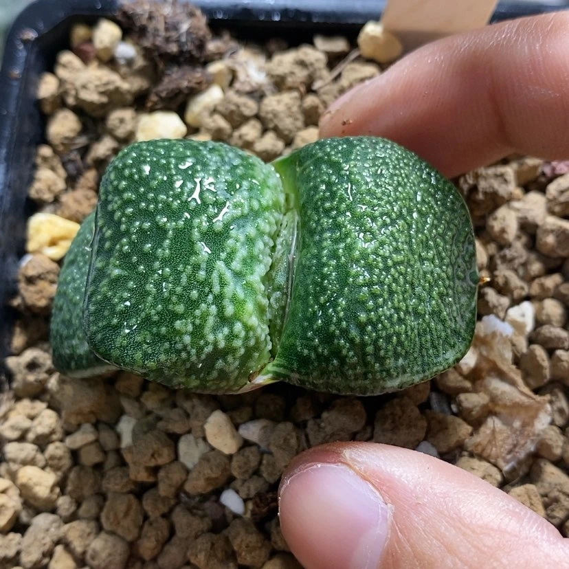 【闪购商品】107卧牛