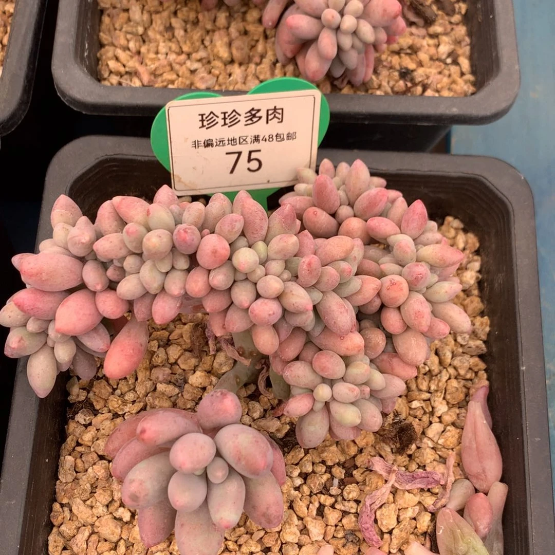 汤圆缀化开播福利75