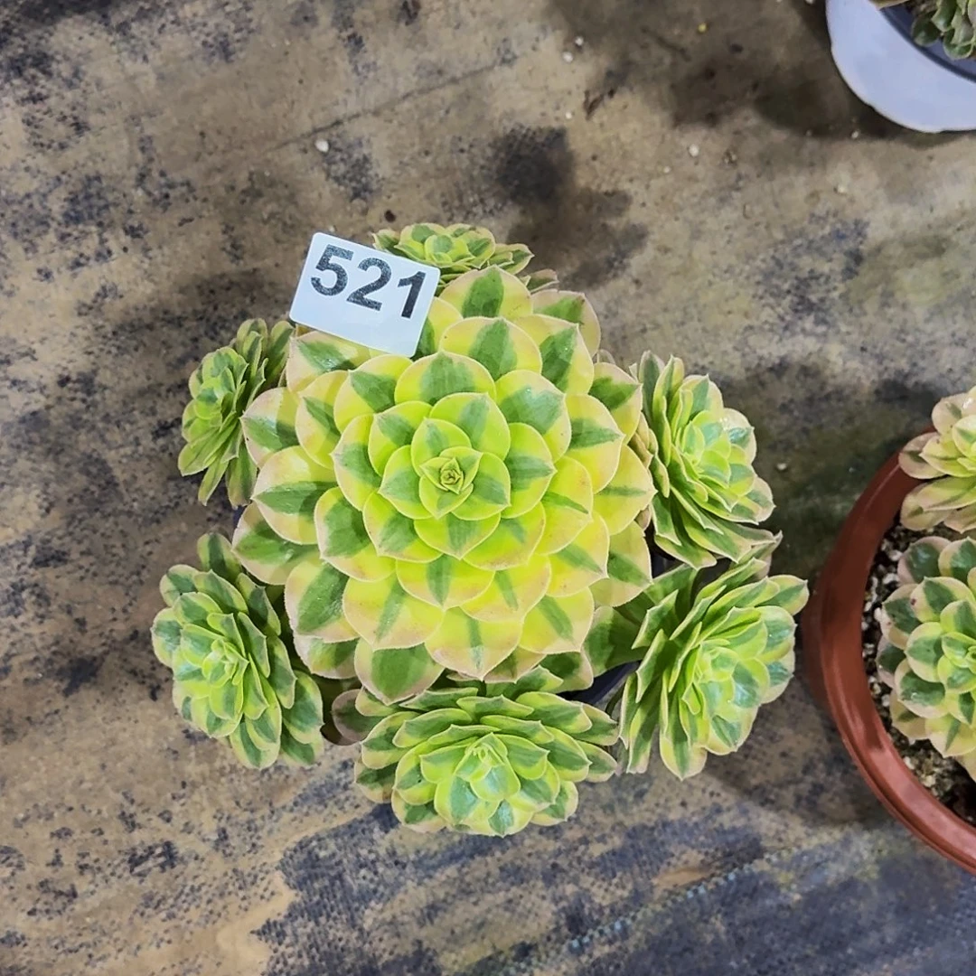 521玉姿法师植物多肉