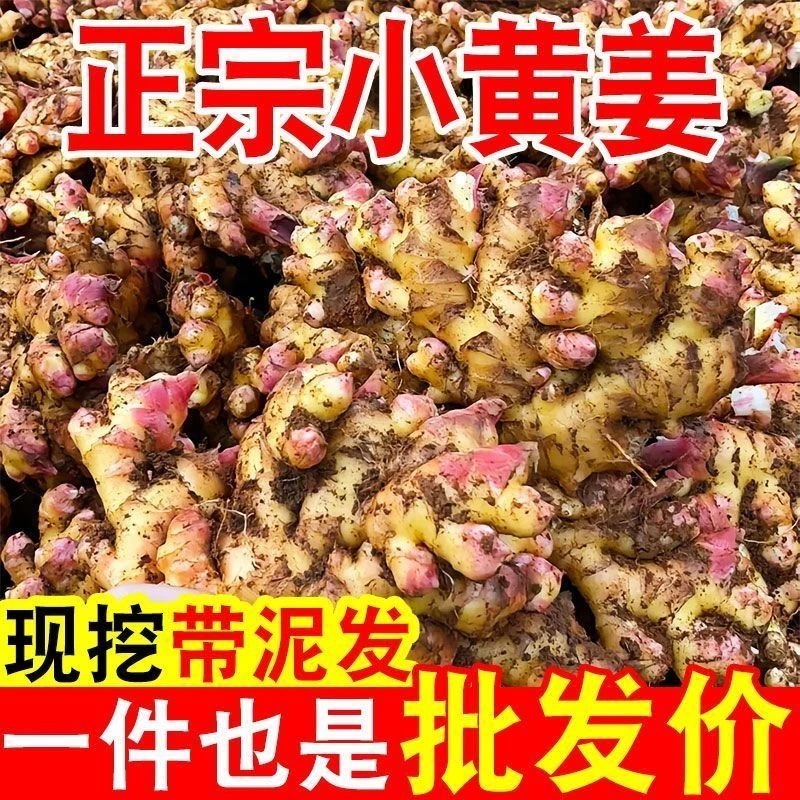 【正宗】云南小黄姜新鲜现挖老姜月子姜当季鲜姜直发