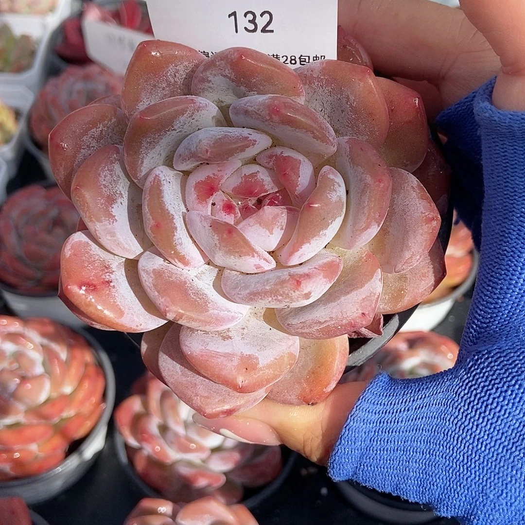 金泰家多肉，132橙梦露