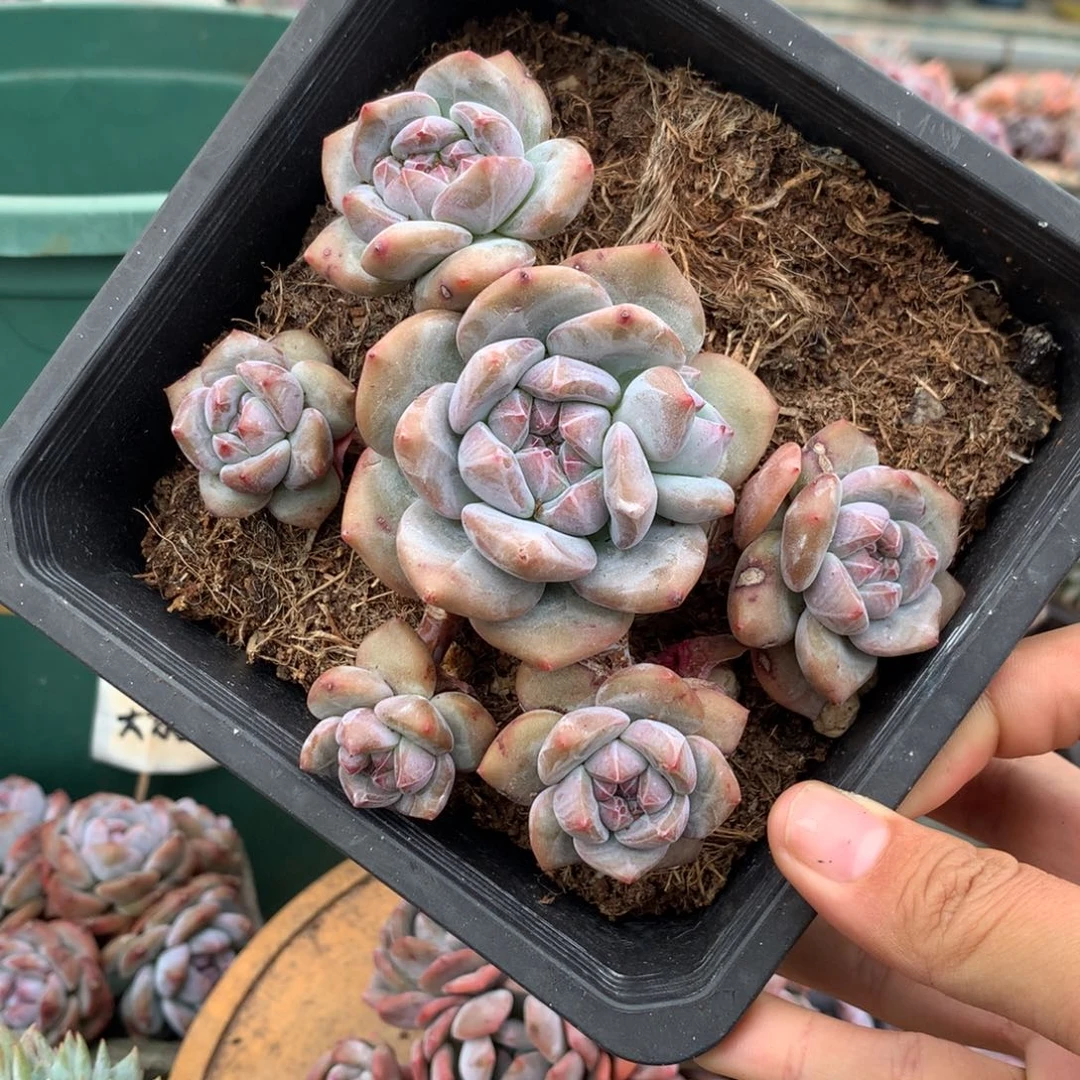 石榴籽无砍六头小脸