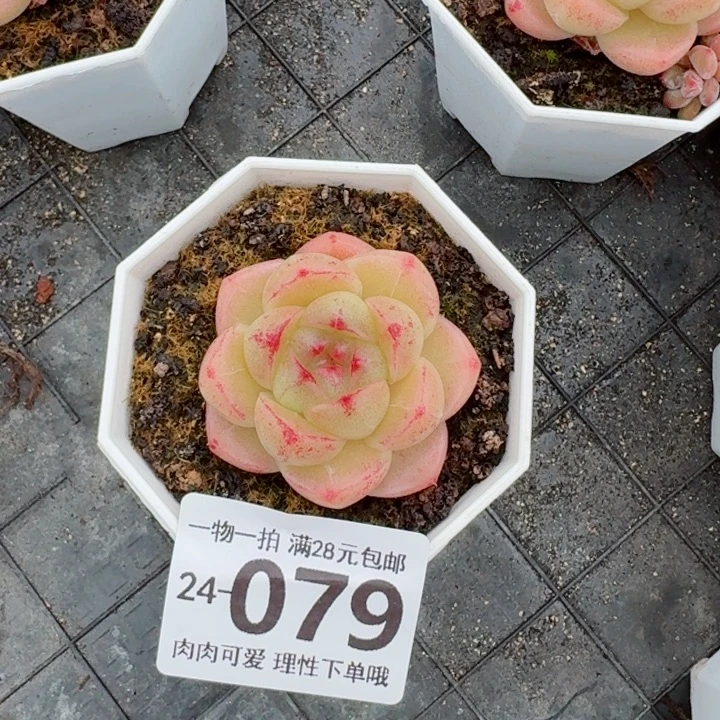 M100无盆土发货无盆土发货无