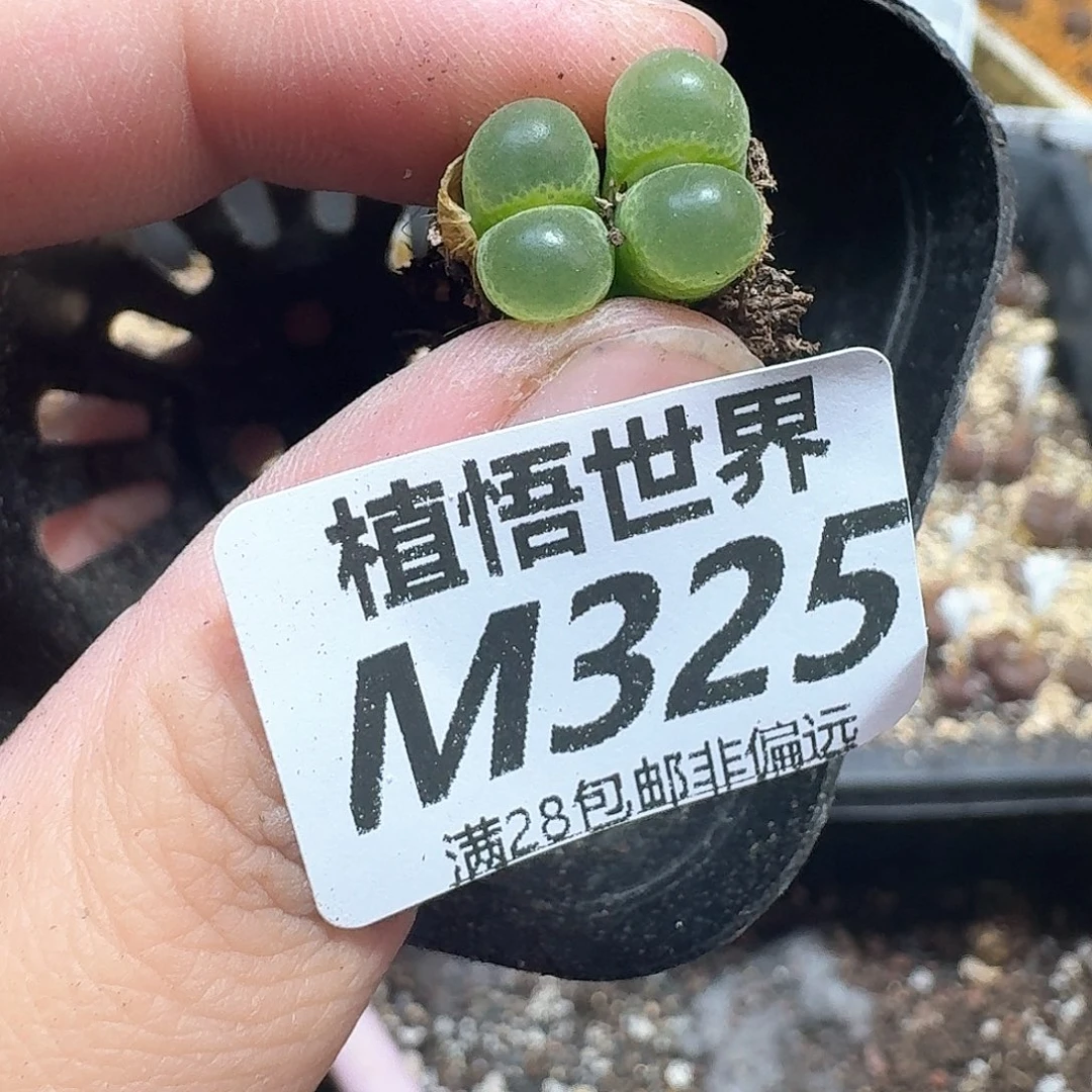 多肉植物的润泽的v