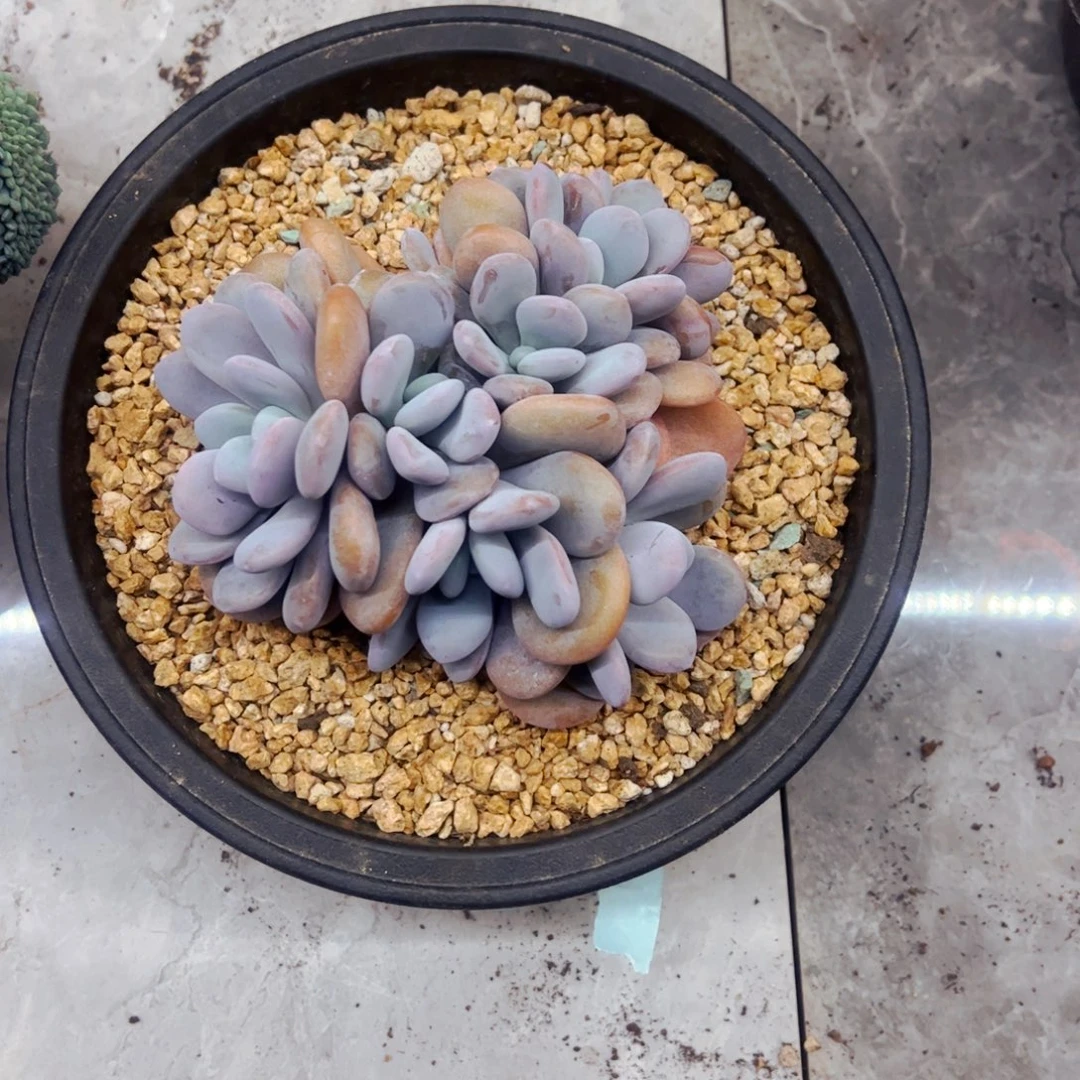 小***間多肉植物组合盆栽