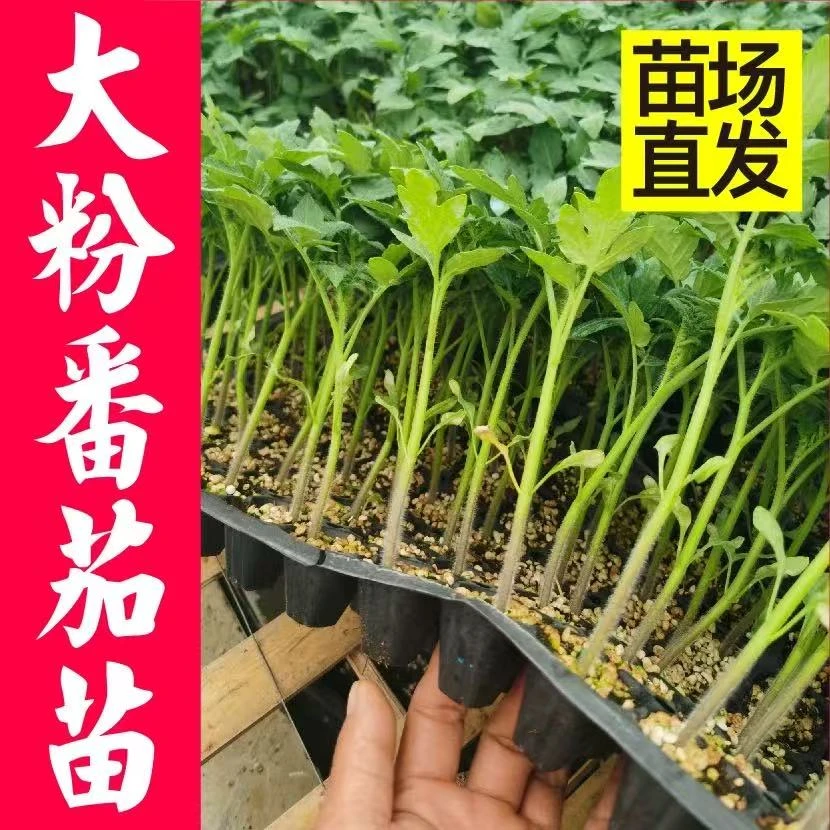 大粉番茄西红柿秧苗种子沙瓤四季盆栽阳台沙甜高产籽大果田园蔬菜