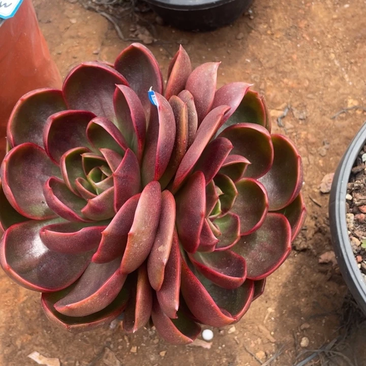 25红灯一物一拍多肉