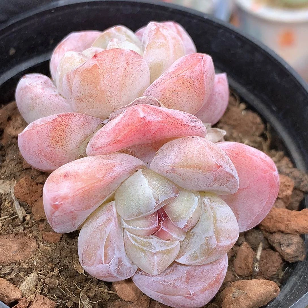 冰玉冰玉冰玉冰玉冰玉