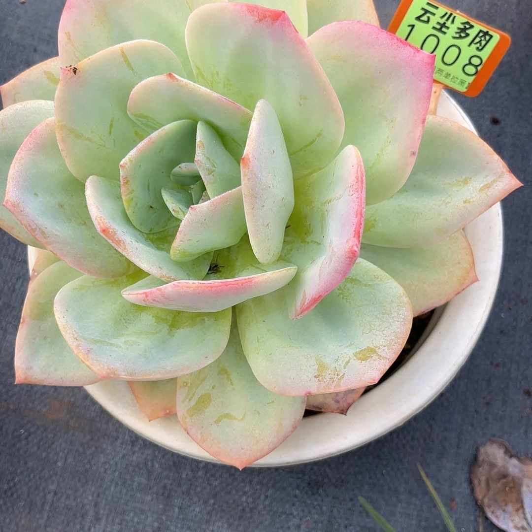 鱼****云尘多肉一物一拍1008