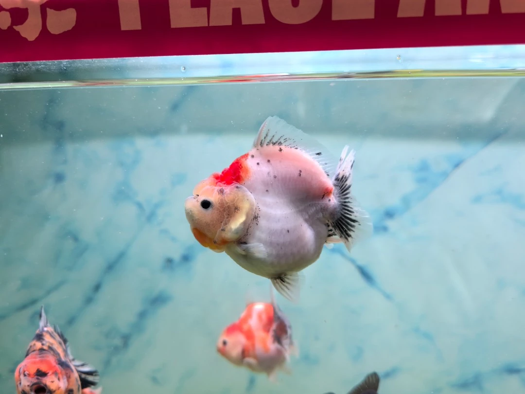 胡三精品泰狮亚成10-12CM