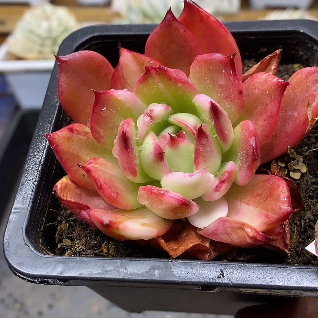 10162 东云花木兰花脸锦