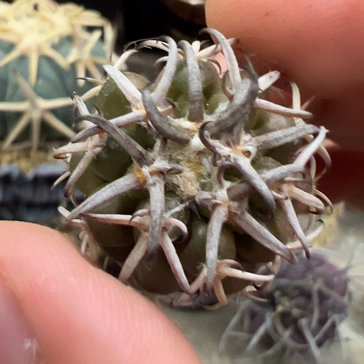 完全开放实生圆盘