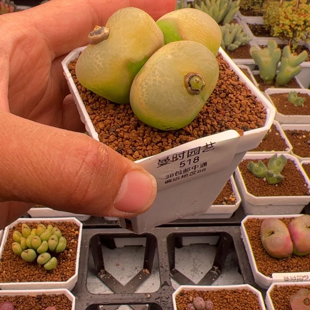 2.19毛多肉植物518