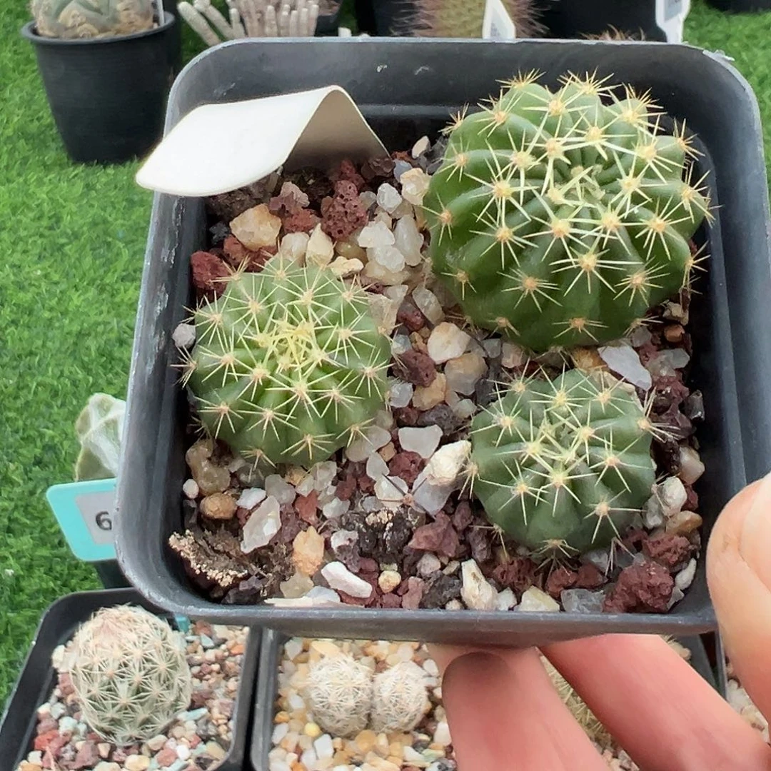 2854 剑芒实生清货满 39 包邮，非偏远地区