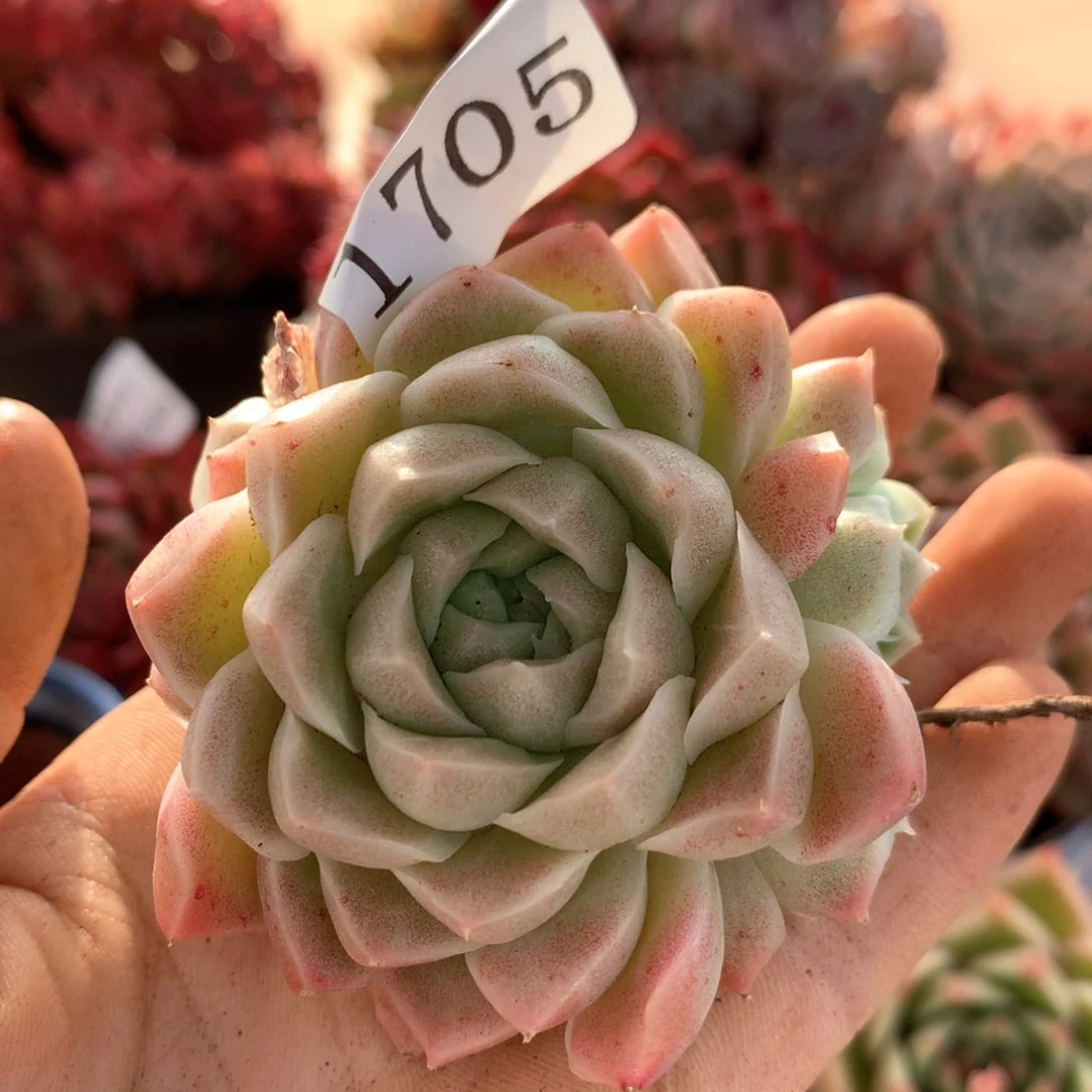 1705杂交多肉植物