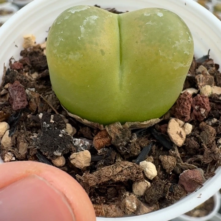 238毛汉尼带盆土。