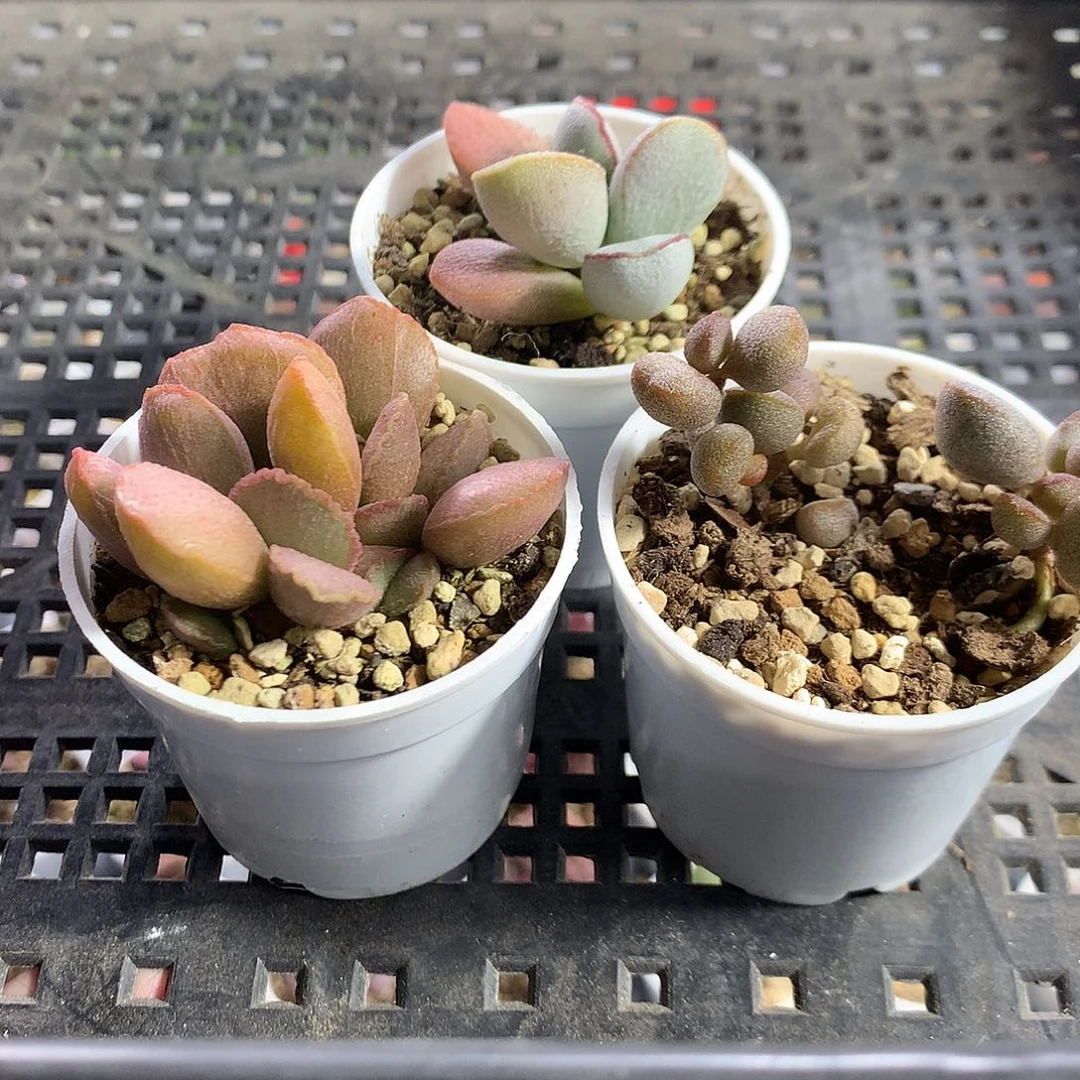 多肉水泡—新手组合8