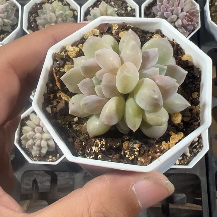 奶糖精品多肉植物