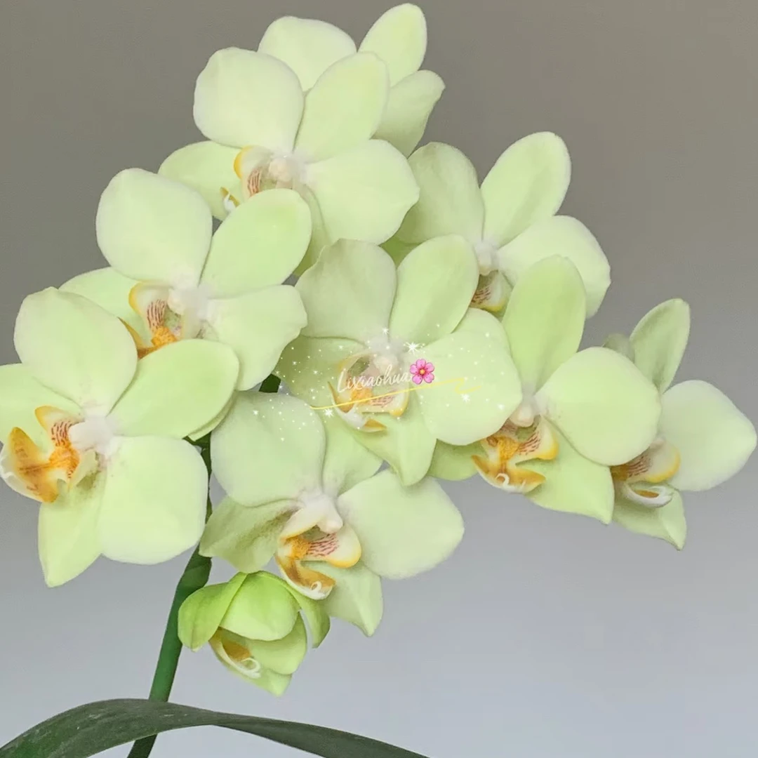 【双剑绿水晶蝴蝶兰】带花含花苞