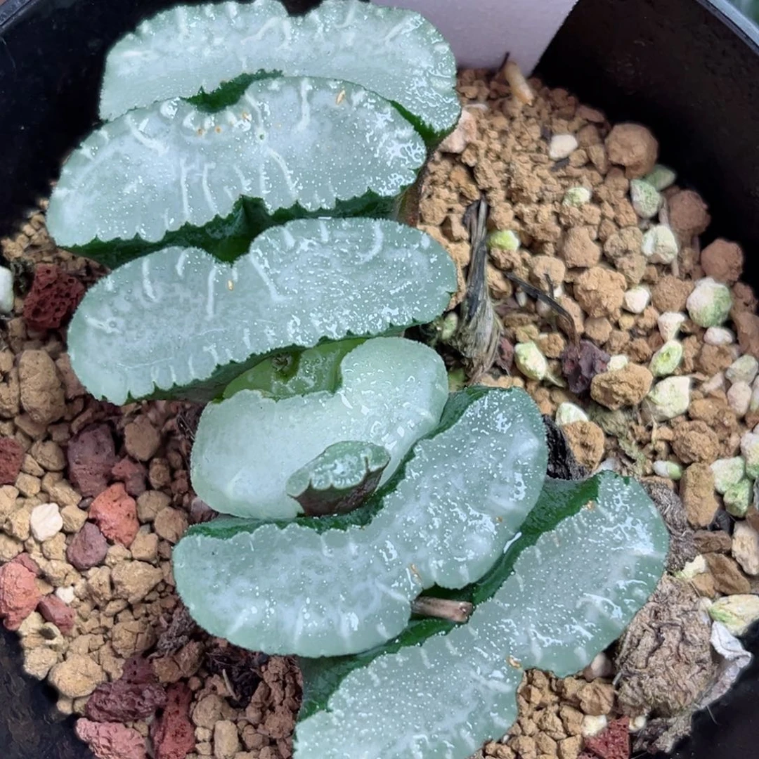 42白长须鲸玉扇哈哈哈哈