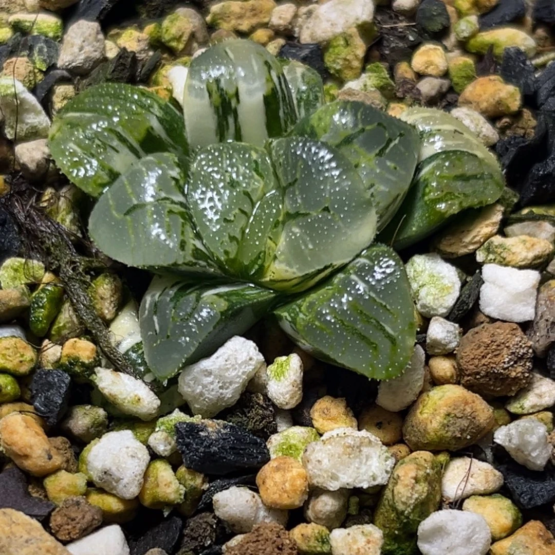 恭喜发财大吉大利0425祥云