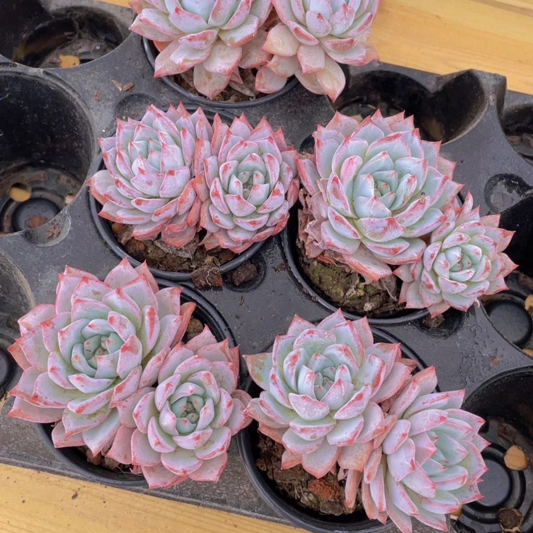 996号 韩版粉蓝鸟大双头一个