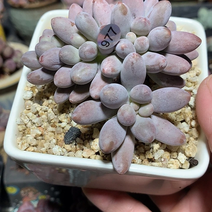 仙子奶酪多肉植物