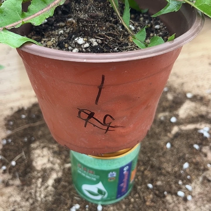 当前无花栽培后可以开花千层黄色蒲公英零下10不要拍