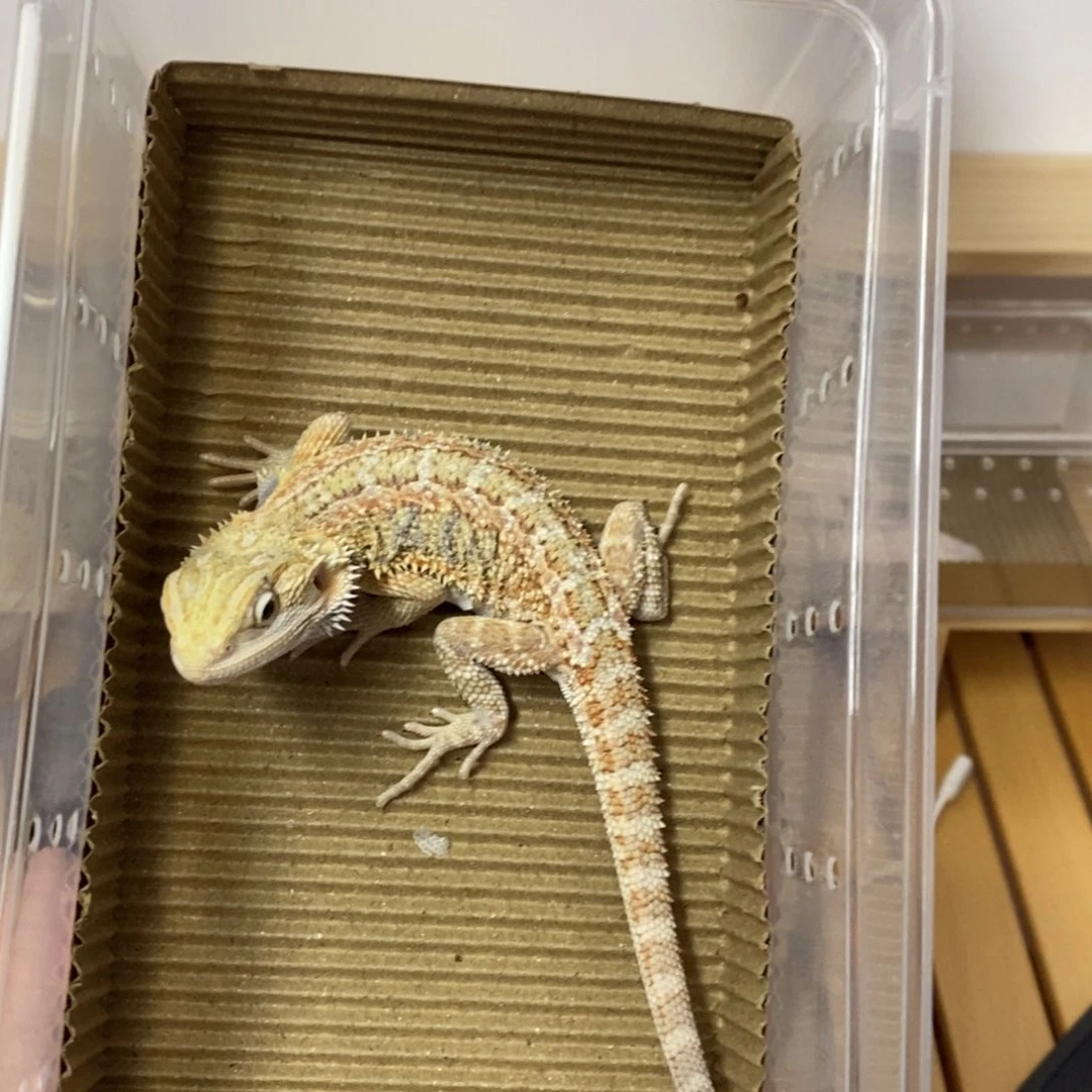 豹纹守宫精品豹纹