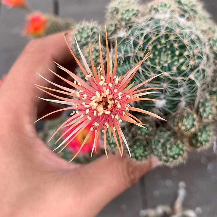 305 实生丽花6厘米盆