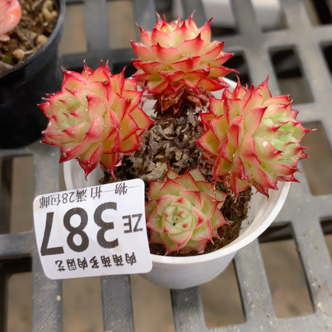 肉萌萌拇指盆精控多肉ZE387